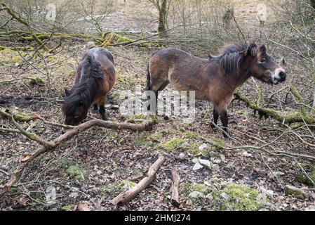 La plus ancienne race de poney indigène de Grande-Bretagne (Exmoor) prêtée au domaine de Malham Tarn pour gérer les plantes et l'habitat sur un site d'intérêt scientifique spécial. Banque D'Images