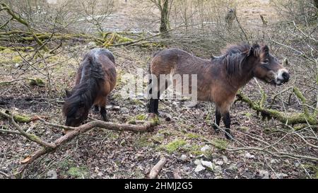 La plus ancienne race de poney indigène de Grande-Bretagne prêtée à la propriété de Malham Tarn pour la gestion des plantes et de l'habitat sur un site d'intérêt scientifique spécial. Banque D'Images