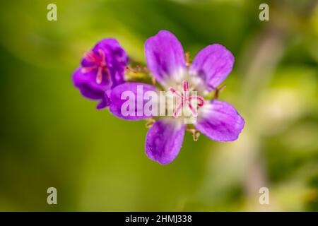 Géranium sylvaticum fleurs en forêt Banque D'Images