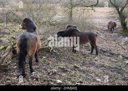 La plus ancienne race de poney indigène de Grande-Bretagne (Exmoor) prêtée au domaine de Malham Tarn pour gérer les plantes et l'habitat sur un site d'intérêt scientifique spécial. Banque D'Images