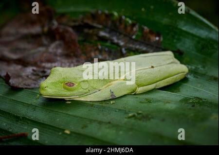 Grenouille d'arbre à yeux rouges ou Agalychnis callidryas, Parque Nacional Volcán Arenal, Costa Rica, Amérique centrale Banque D'Images