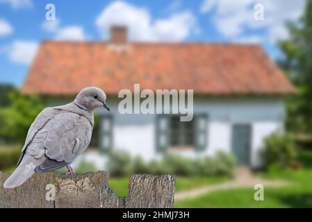 Colombe eurasienne (Streptopelia decaocto) perchée sur une ancienne clôture en bois dans le jardin de la maison à la campagne Banque D'Images