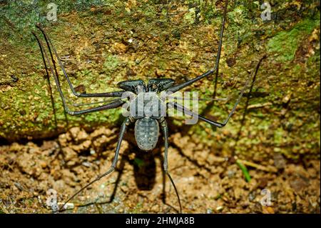 Amblypygi, araignées à fouetter ou scorpions à fouetter sans queue, Uvita, Costa Rica, Amérique centrale Banque D'Images