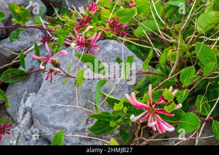 Lonicera caprifolium L. Perfoliate Honeysuckle, chèvrefeuille italienne, woodbine italienne, chèvrefeuille, chèvrefeuille de chèvre, CapriDoyle, plus petit rodoir Banque D'Images