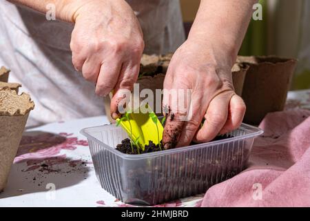 Mains de femme âgée en cours de transplanter des plants de poivre d'un contenant en plastique dans des pots de tourbe à l'aide d'une pelle de jardin. Semis de début de printemps Banque D'Images