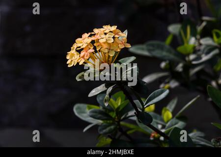 Mini Ixora. Fleurs jaunes globuleuses entourées de feuilles vert foncé et de toile de fond de la maison. Ixora coccinea dans un environnement de lumière naturelle. Également connu un Banque D'Images