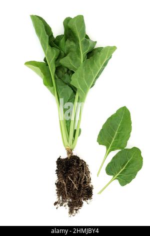 Plante d'épinards biologique saine avec feuilles et boule de racine de sol. Système immunitaire stimulant la santé alimentaire riche en antioxydants, vitamines et minéraux sur blanc Banque D'Images