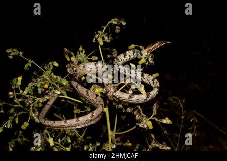 Un serpent de vigne brune trouvé dans Western Ghats, Inde Banque D'Images