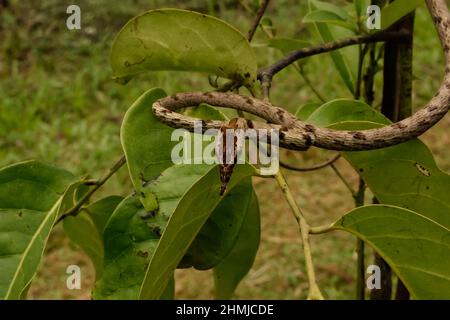 Serpent de vigne brune des Ghats occidentaux, Inde Banque D'Images