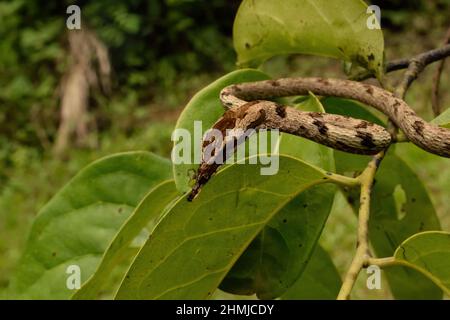 Serpent de vigne brune des Ghats occidentaux, Inde Banque D'Images