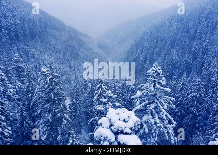 Sommets enneigés et forêt de conifères. Magnifique forêt d'hiver dans les montagnes. Paysage de montagne. Banque D'Images