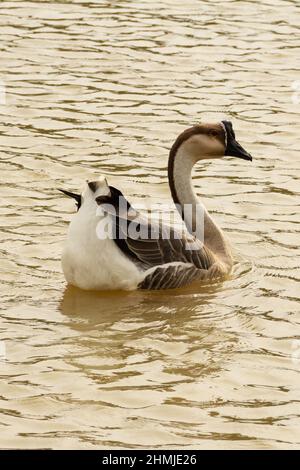 Goias, Brésil – 03 février 2022 : Anser cygnoides. Une oie nageant dans l'eau d'un lac. Banque D'Images