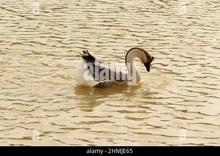 Goias, Brésil – 03 février 2022 : Anser cygnoides. Une oie nageant dans l'eau d'un lac. Banque D'Images