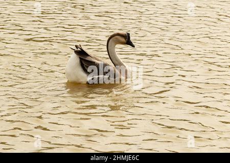 Goias, Brésil – 03 février 2022 : Anser cygnoides. Une oie nageant dans l'eau d'un lac. Banque D'Images