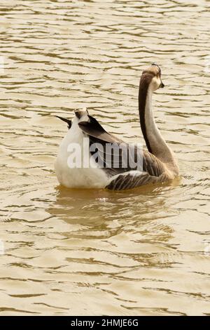 Goias, Brésil – 03 février 2022 : Anser cygnoides. Une oie nageant dans l'eau d'un lac. Banque D'Images