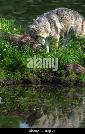 Le loup gris (Canis lupus) interagit avec les Pups On Island reflète l'été - animaux captifs Banque D'Images