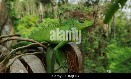 Un lézard de jardin commun donnant vers le haut tout en étant assis au-dessus d'une huche de noix de coco Banque D'Images