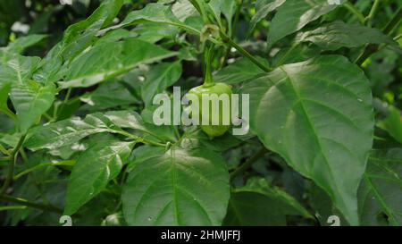 Gros plan d'une gousse de Naga Morich avec quelques feuilles dans le jardin Banque D'Images