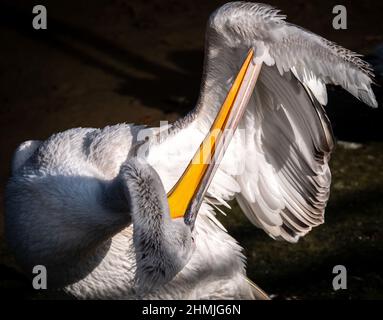 Un pélican nettoie ses plumes avec son bec en pliant la gorge Banque D'Images
