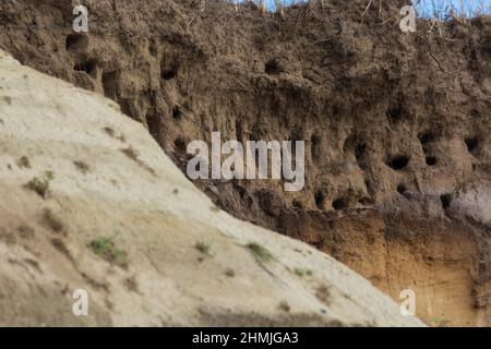 Des hirondelles pour hirondelles sur les falaises de la ville d'Ahrenshoop sur la péninsule de la mer Baltique Darss en Allemagne en été. Banque D'Images