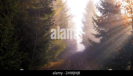 Magnifique paysage d'automne.Les rayons du soleil dans une forêt d'automne floue aux couleurs vives.Arrière-plan naturel. Banque D'Images