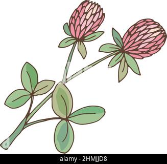 Herbe de trèfle. Fleur de trèfle avec feuilles vertes. Usine de Trifolium Illustration de Vecteur