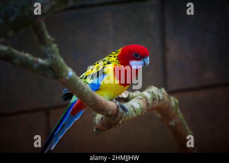 Rosella de l'est perchée sur une branche d'arbre Banque D'Images