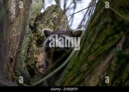 le mignon raton laveur est assis sur un arbre Banque D'Images