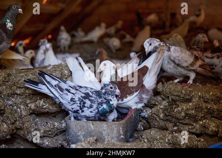 Reproduction de pigeons de race pure dans une cour privée. Maison chaleureuse pour les oiseaux. Naturecore concept de la vie pastorale rurale Copier l'espace. Banque D'Images