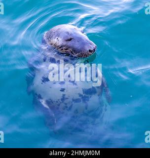 Gros plan phoque gris adulte Halichoerus grypus reposant sur la surface de la mer Banque D'Images