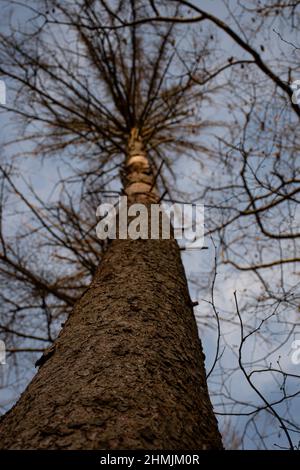 Vue d'en dessous d'un arbre malade qui a été attaqué par le coléoptère de l'écorce Banque D'Images