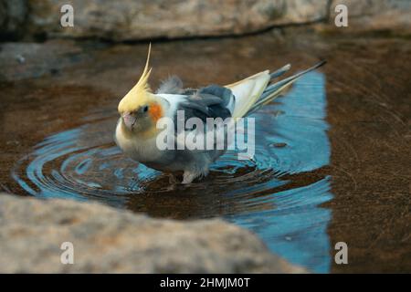 Le cafard du perroquet jaune-gris prend un bain. Des couleurs magnifiques. Banque D'Images