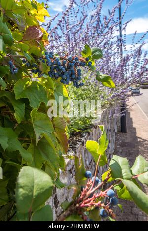 Vue rapprochée sur le vignoble et la lavande en Bourgogne avec ciel bleu Banque D'Images