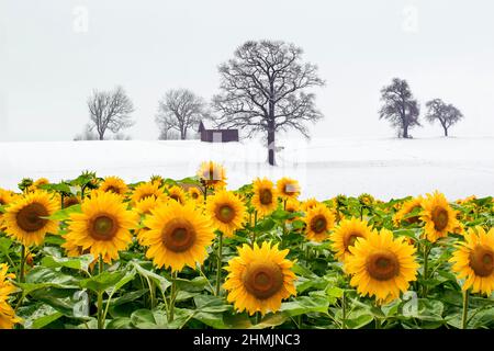 Scène d'hiver mystérieuse avec des tournesols en pleine floraison. Conséquence du changement climatique ou d'un simple montage. Un panneau d'avertissement de réchauffement climatique avec espace de copie. Banque D'Images