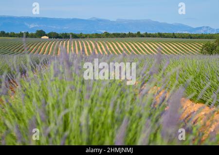 Grand champ de rangs de lavande en France, Valensole, Côte Dazur-Alpes-Provence, fleurs violettes, tiges vertes, lits confortables avec base de parfum, panorama Banque D'Images