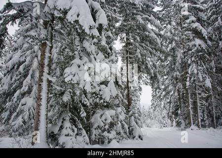 Winterliche Märchenlandschaft beim Moor von la Vraconnaz im Waadtländer Jura, Suisse Banque D'Images