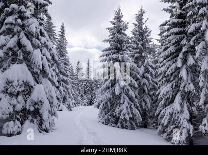 Pelouse et forêt. Lors d'une belle journée glacial au milieu de la haute montagne, vous trouverez des arbres magiques couverts de neige blanche et moelleuse sur le paysage magique de l'hiver. Banque D'Images