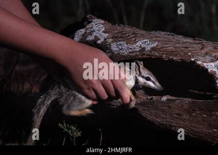 (220210) -- SYDNEY, 10 février 2022 (Xinhua) -- une photo non datée publiée par l'Australian Wildlife Conservancy (AWC) montre qu'un numbat est placé dans une nouvelle maison au parc national Mallee Cliffs, en Nouvelle-Galles du Sud, en Australie. Les écologistes ont donné à certains des animaux indigènes les plus rares et les plus coupés d'Australie, des phascogales et des demeurés à queue rouge, de nouveaux baux de vie en les délocalisant d'une extrémité du continent insulaire à l'autre. L'AWC a annoncé mercredi que 60 phascogales ont fait le trajet de 1 400 km entre le parc du désert d'Alice Springs, dans le territoire du Nord, et le parc national de Mallee Cliffs, dans Banque D'Images