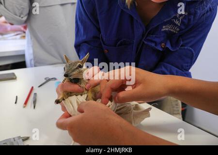 (220210) -- SYDNEY, le 10 février 2022 (Xinhua) -- une photo non datée publiée par l'Australian Wildlife Conservancy (AWC) montre un numbat en cours de contrôle sanitaire au parc national Mallee Cliffs, en Nouvelle-Galles du Sud, en Australie. Les écologistes ont donné à certains des animaux indigènes les plus rares et les plus coupés d'Australie, des phascogales et des demeurés à queue rouge, de nouveaux baux de vie en les délocalisant d'une extrémité du continent insulaire à l'autre. L'AWC a annoncé mercredi que 60 phascogales ont fait le trajet de 1 400 km entre le parc du désert d'Alice Springs, dans le territoire du Nord, et le parc national de Mallee Cliffs, dans le Banque D'Images