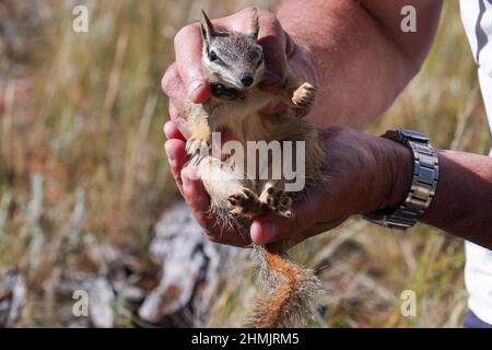 (220210) -- SYDNEY, 10 février 2022 (Xinhua) -- une photo non datée publiée par l'Australian Wildlife Conservancy (AWC) montre qu'un numbat est placé dans une nouvelle maison au parc national Mallee Cliffs, en Nouvelle-Galles du Sud, en Australie. Les écologistes ont donné à certains des animaux indigènes les plus rares et les plus coupés d'Australie, des phascogales et des demeurés à queue rouge, de nouveaux baux de vie en les délocalisant d'une extrémité du continent insulaire à l'autre. L'AWC a annoncé mercredi que 60 phascogales ont fait le trajet de 1 400 km entre le parc du désert d'Alice Springs, dans le territoire du Nord, et le parc national de Mallee Cliffs, dans Banque D'Images