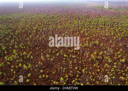 Marais avec petits épinettes et pins. Paysage de méroire sauvage. Marécages et tourbières d'Europe de l'est. Réserve écologique dans la faune. Marshland au nat sauvage Banque D'Images