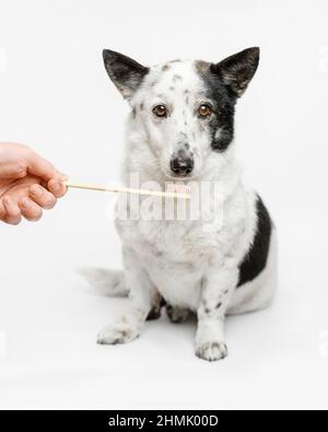 Le joli petit chien noir et blanc se brose les dents. Banque D'Images