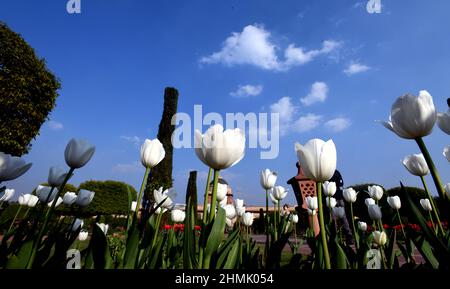 New Delhi, Inde. 10th févr. 2022. Des tulipes sont vues au Mughal Garden à New Delhi, Inde, le 10 février 2022. Credit: Partha Sarkar/Xinhua/Alamy Live News Banque D'Images