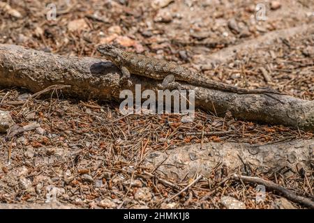 Un lézard de clôture est assis sur une bûche d'arbre sur le plancher de la forêt se mélangeant avec l'écorce et les environs lors d'une journée ensoleillée au printemps Banque D'Images