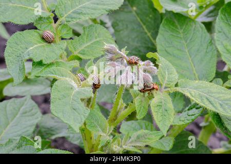 Un groupe de coléoptères du Colorado se trouve sur le dessus d'un Bush de pomme de terre avec des bourgeons encore non ouverts sur un fond de feuilles vertes. Le concept du timi Banque D'Images