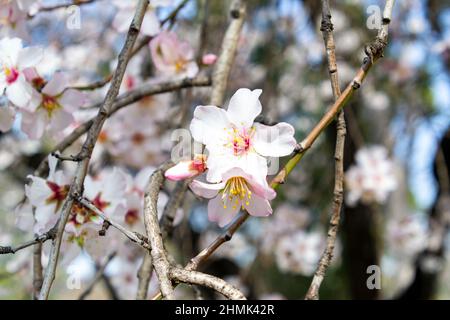 Fleurs d'amande. Amande pleine de fleurs blanches sur ses branches près du printemps dans le parc El Retiro à Madrid par une journée claire et le ciel bleu, en Espagne. Banque D'Images