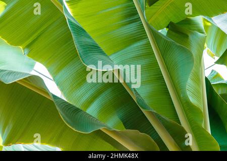 Arbre tropical de banane feuilles vertes sur fond blanc. Fond écologique naturel de feuilles de palmier exotiques plante texture du feuillage. Jungle d'été ECO Banque D'Images