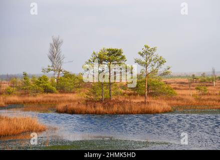 Marais Yelnya dans le paysage d'automne. Mére sauvage de Biélorussie. Marécages et tourbières d'Europe de l'est. Réserve écologique dans la faune. Marais à la nature sauvage. Banque D'Images