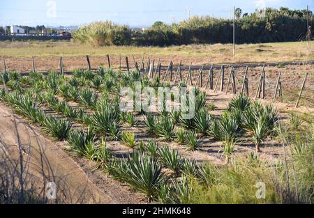 Plantation d'ananas dans une ferme de palmiers. Champ agricole avec des ananas. La culture d'arbres fruitiers dans un champ de ferme. Terres agricoles rurales à l'ananas p Banque D'Images