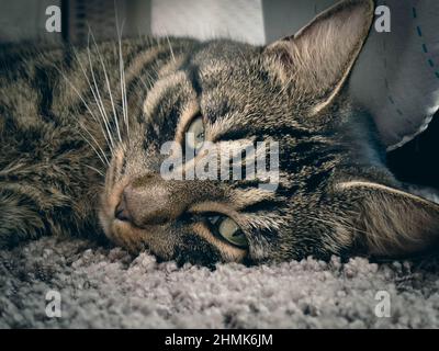 un portrait d'un chat domestique tigre gris repose confortablement sur la moquette et regarde dans l'appareil photo Banque D'Images